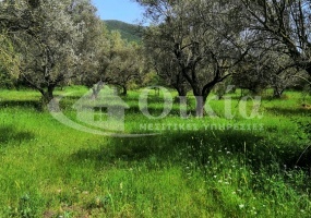 Φασκομηλιά, Ηγουμενίτσα, ,Αγροτεμάχιο,Πωλείται,Φασκομηλιά,2761