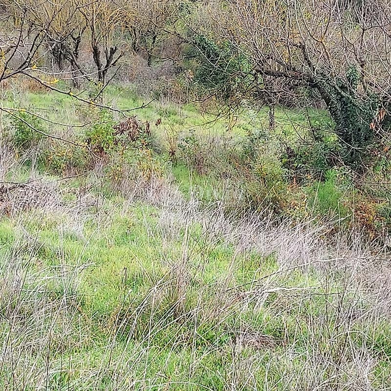 Πεδινή, Ιωάννινα, ,Οικόπεδο,Πωλείται,Πεδινή,3790